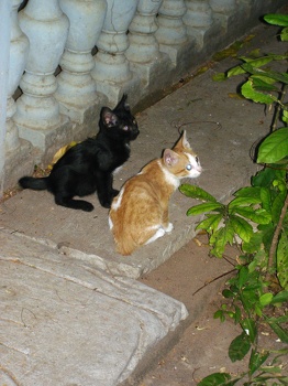 Kitties
