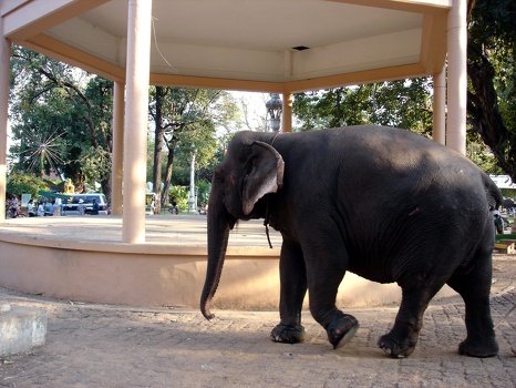 Elephant!