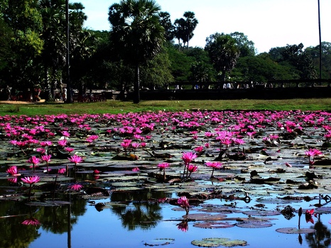 Lotus pool