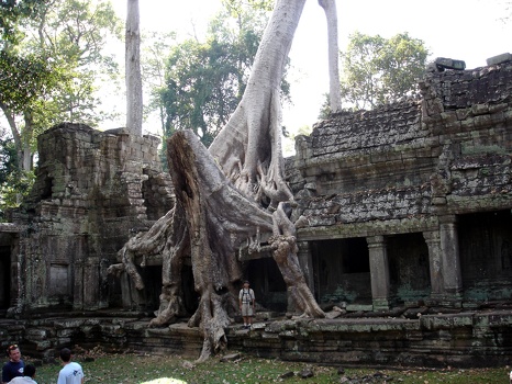 Jungle takes over Preah Khan