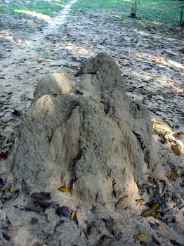 Fire ant hill - STAY AWAY