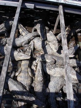Crocodile farm