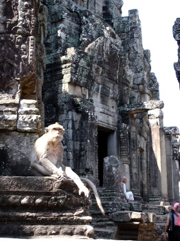 Old monkey