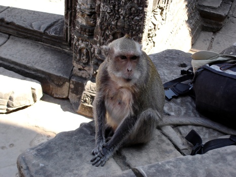 Old man monkey