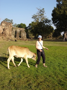 Cow shoos MP in cow incident