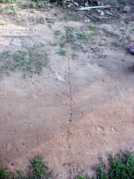Red ants. AVOID.