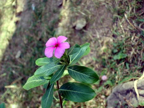 Flower at West Mebon