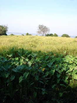 West Mebon
