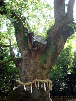 Tree with shimenawa