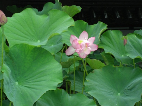Lotus