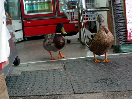Quack