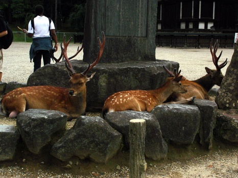 Deer at Todaji