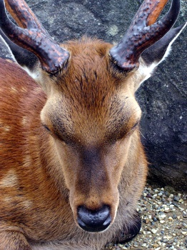 Deer are cute