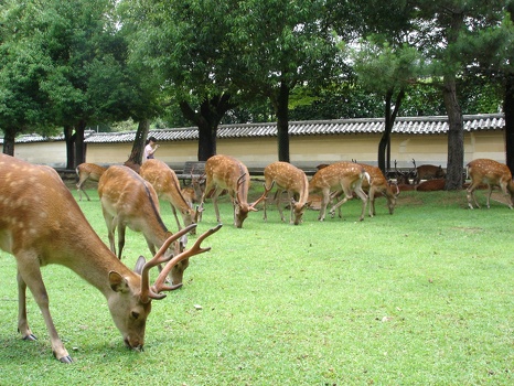 DEER!! WAI!