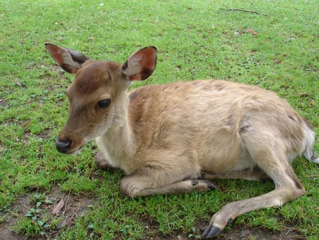 MP meets Bambi