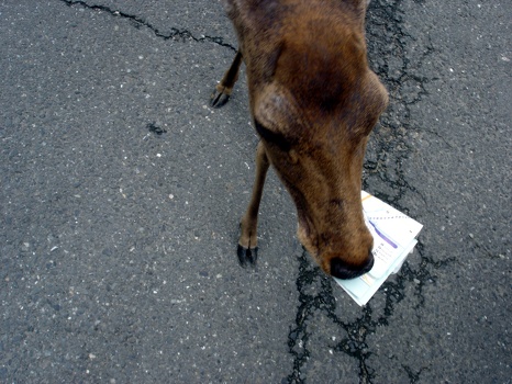 Deer eats MP's map