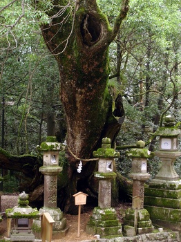 Tree, stone lanterns