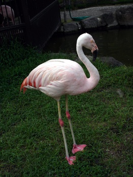Flamingos