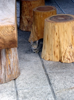 Kitty!! WAI!