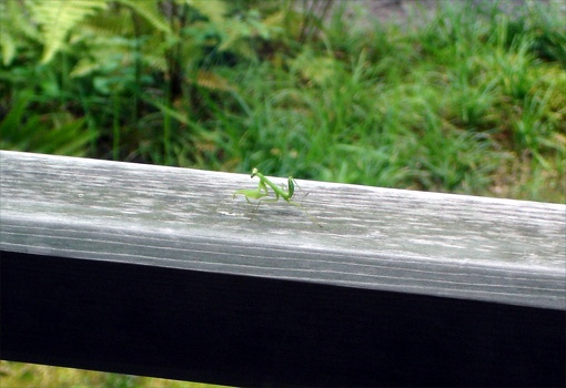 Mantis
