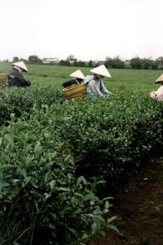 Tea field workers