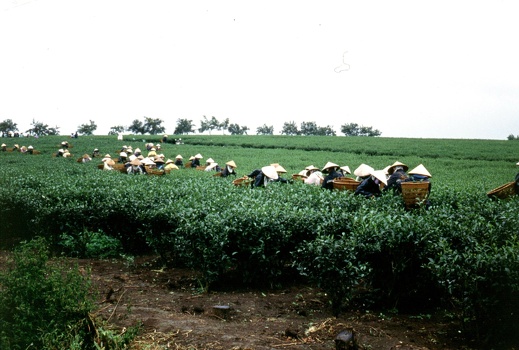 Tea fields workers II