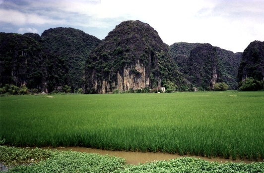Rice paddies in Ninh Binh