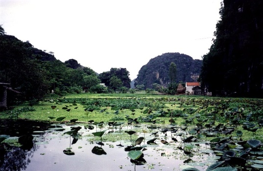 Vegetation