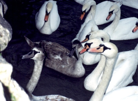 The Queen's Swans