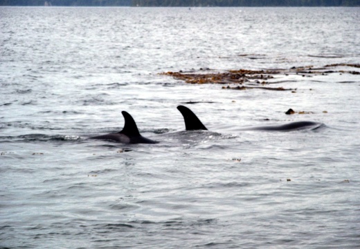 Kayak Trip in Telegraph Cove, Victoria, Vancouver island, British Columbia, Canada 2004