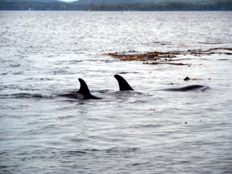 Killer whales!!