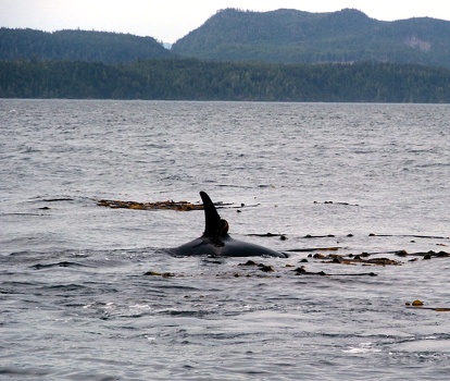 Killer whale