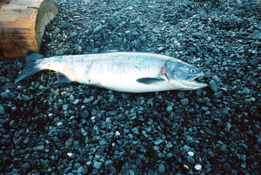 Salmon (pre-supper)