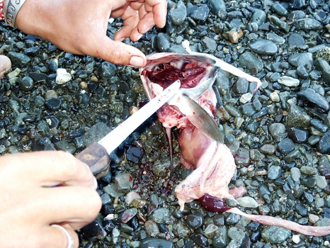 Salmon insides