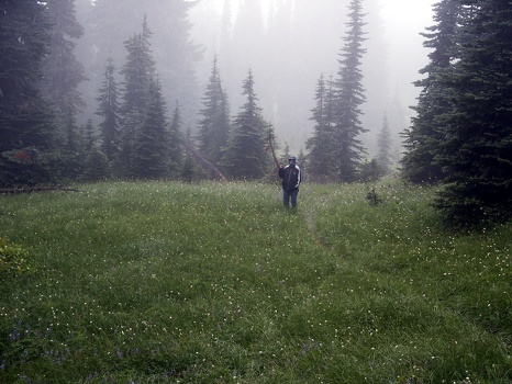 MP in wet meadow