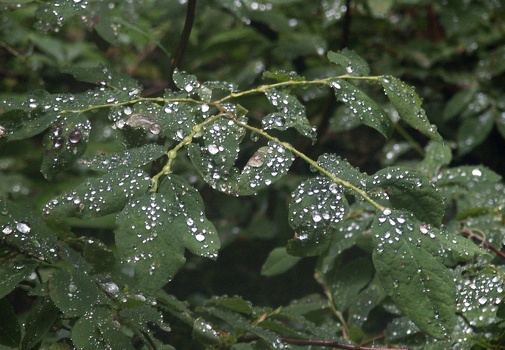 Sparkling diamond drops