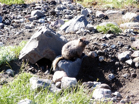 Pine marten on rock