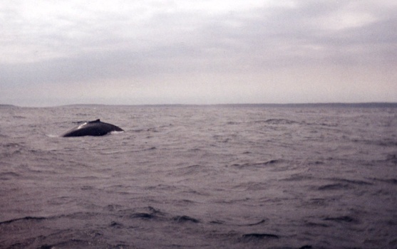 Humpback whale