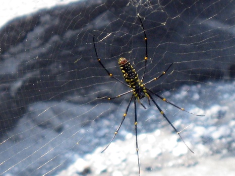 Neighbourhood Giant Spider