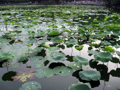 Lilies