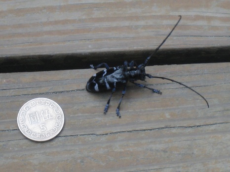 As big as a dollar