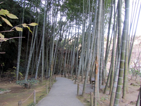 Bamboo forest