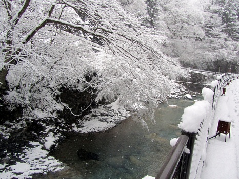 Trees bowed by snow