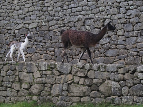 Llama and baby