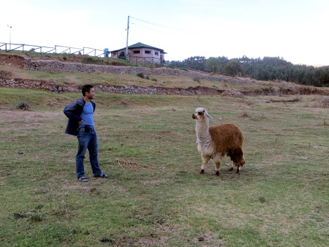 Plam meets alpaca in Cusco