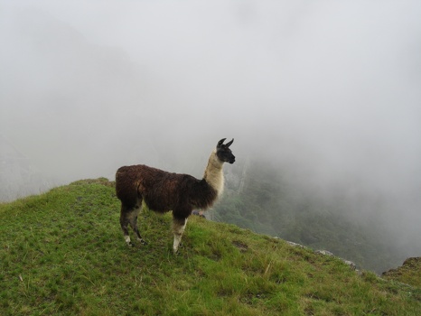 Another llama at Machu Picchu