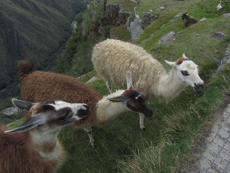 Llamas on the side of the track at Machu Picchu