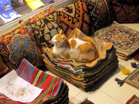 Cat at the Grand Bazaar 