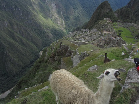 Llama at Machu Picchu
