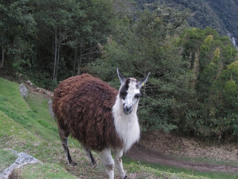 Another llama